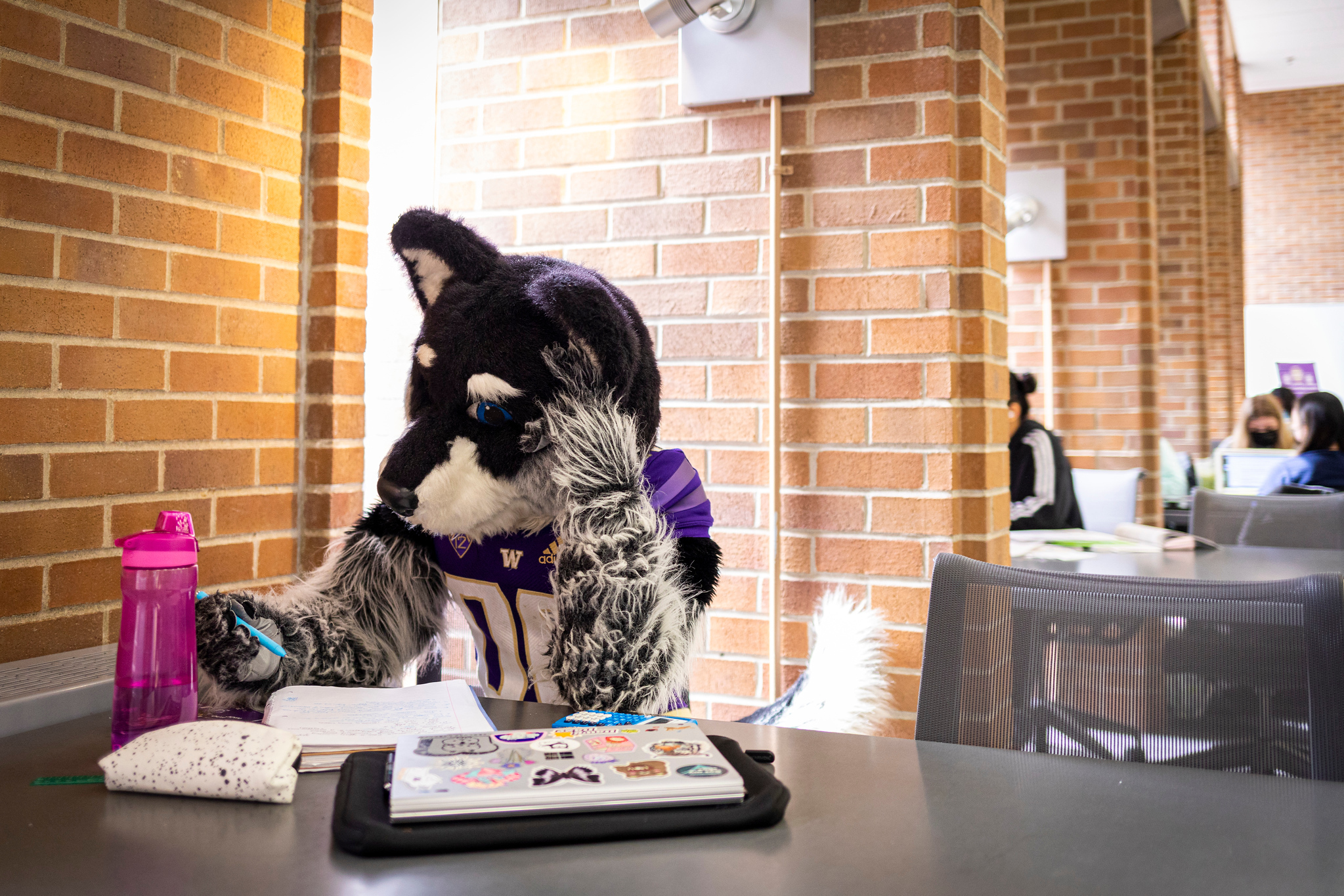 Harry the Husky writes in the library